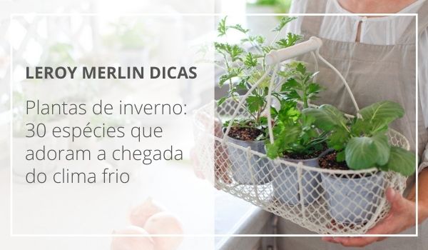 Guia completo de irrigação para plantas em locais ventosos