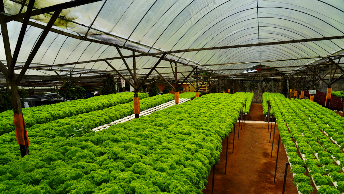 Cobertura morta: benefícios e tipos ideais para hortas expostas ao vento