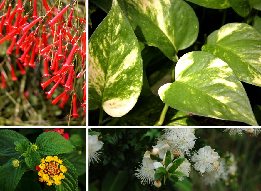 verduras que suportam ventos fortes