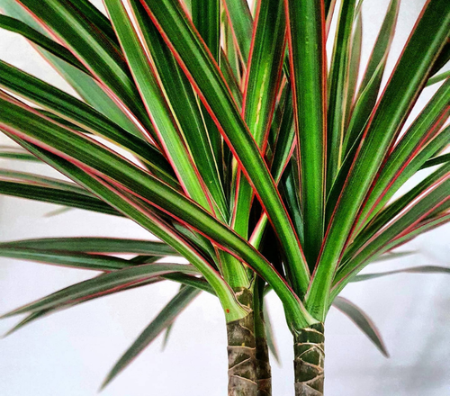 Como construir um quebra-vento eficaz para sua horta