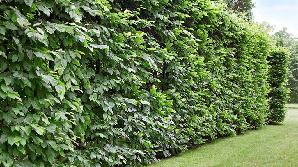 Guia completo de irrigação para plantas em locais ventosos