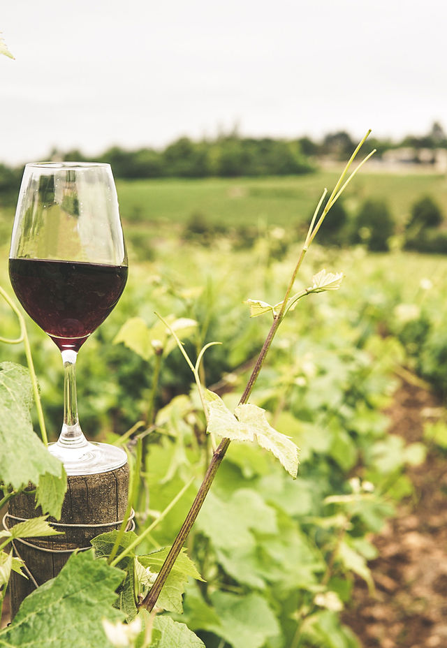 vinho de brasília vinícolas para visitar