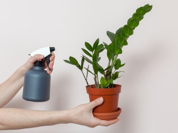 Desvendando os Segredos da Adubação para uma Zamioculca Vibrante