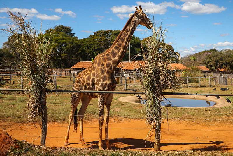 Guia Completo do Zoológico de Brasília: O que ver e fazer