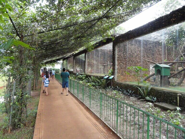 Zoológico de Brasília: Conheça os animais e suas características